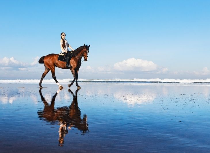 Familie vakantie Waddeneilanden - paardrijden - waddenhop